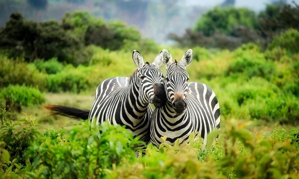 Zwei Zebras im grünen Dickicht