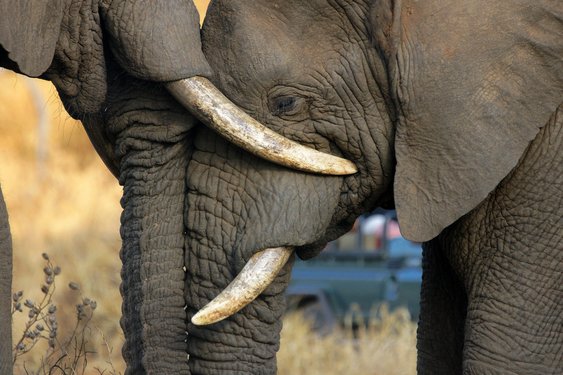 Zwei Elefanten lehnen ihre Köpfe aneinander