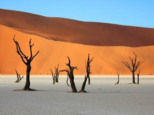 Tote, schwarze Bäume in der Wüste Sossusvlei