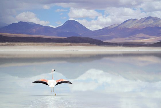 Laguna Blanca mit Flamingo mit offenen Flügeln