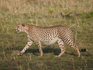 Ein Gepard in Tansania von nahem.