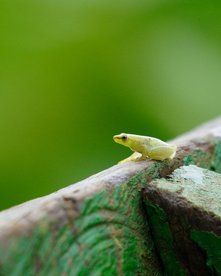Grüner Frosch vor grünem Hintergrund