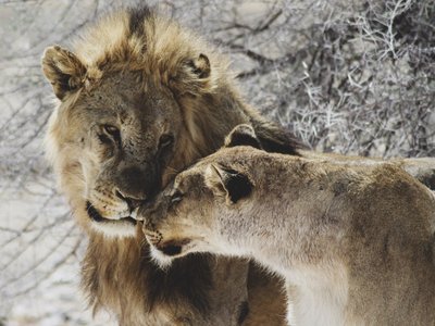 Männlicher Löwe und weibliche Löwin schauen sich in die Augen