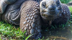 Galapagos Riesenschildkröte schau in die Kamera