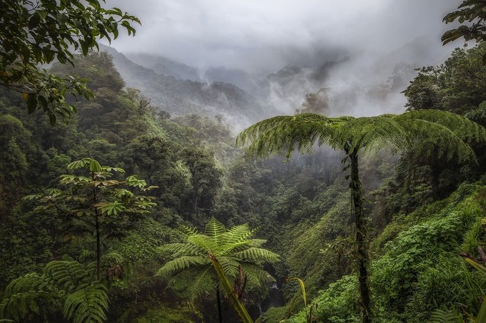 Costa Rica Pflanzen und Nebel im Regenwald