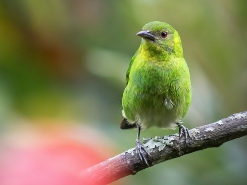 Grüner Vogel auf einem Ast