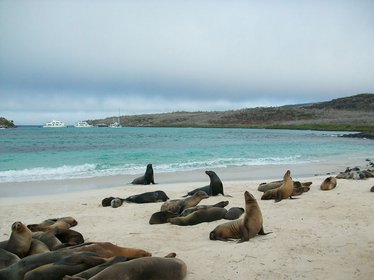 Viele Seelöwen am Strand von Galapagos