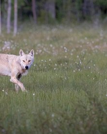 Wolf auf einer Wiese vor einem Wald