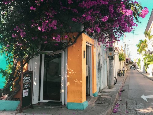 Buntes Haus und pink blühender Baum in einer Straße in Cartagena