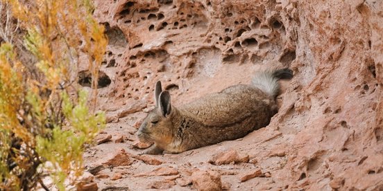 Hasenmaus relaxed auf braunem Fels