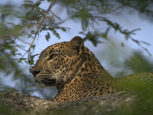 Ceylon Leopard in Sri Lanka
