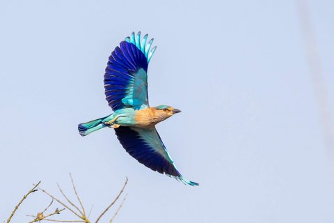 Eine Hinduracke fliegt ab und zeigt seine blauen Unterschwingen