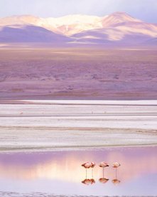 Rosafarbene Landschaft und drei Flamingos in einem See