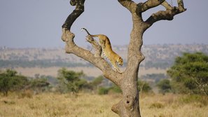 Leopard streckt sich in einem Baum