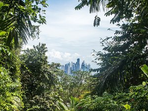 Panama-Stadt durch die Blätter des Regenwaldes hindurch