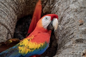 Rot-gelb-blauer Papagei vor einem Astloch