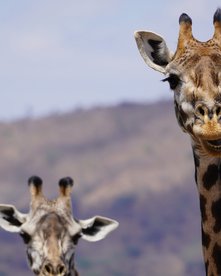 Zwei Giraffenköpfe