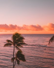 Palme am Meer bei Sonnenuntergang