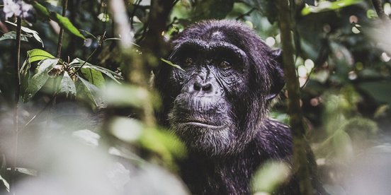 Schimpanse im dichten Dschungel Ugandas