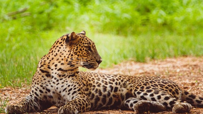ein Ceylon Leopard liegt auf einem Weg