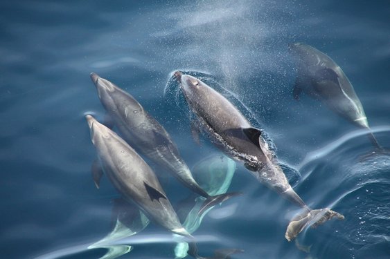 Delfine schwimmen im Meer