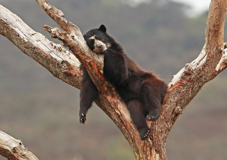 Spectacled Bear (Tremarctos ornatus) adult asleep in tree at rehabilitation centreChaparri, Peru                      February