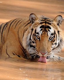 Tiger im Wasser trinkt
