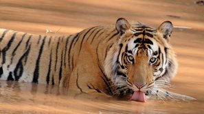 Tiger im Wasser trinkt
