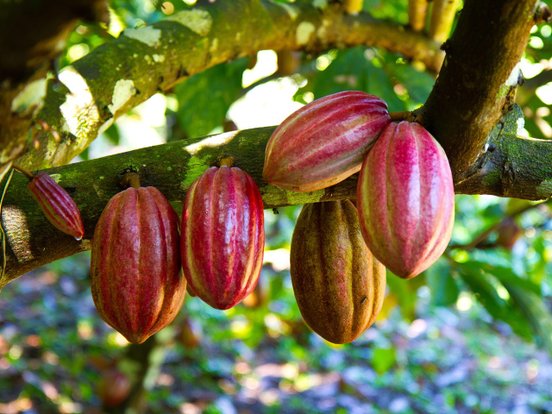 Belize Reisen - exotische pinkte Früchte am Baum hängend