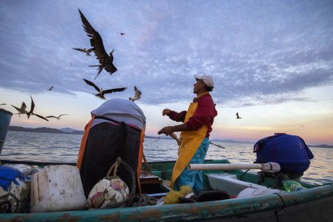 Corcovado Nationalpark - Seevögel über Boot