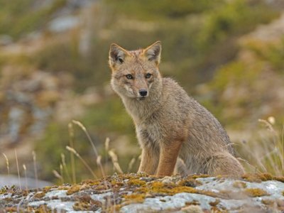 Kulpeo / Andenfuchs