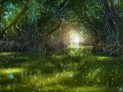 Fluss umrahmt von dichten Mangroven - Mexiko Highlights