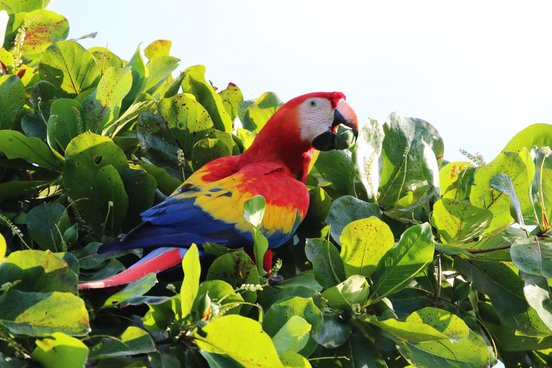 Hellroter Ara in Costa Rica