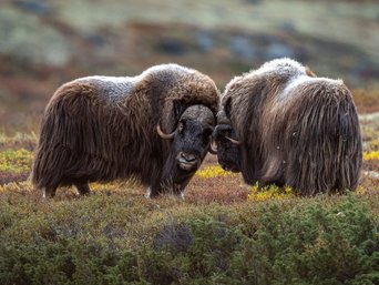 Zwei Moschusochsen stehen sich gegenüber