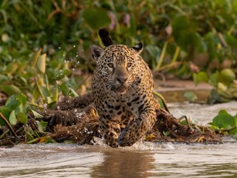 Jaguar springt Frontansicht