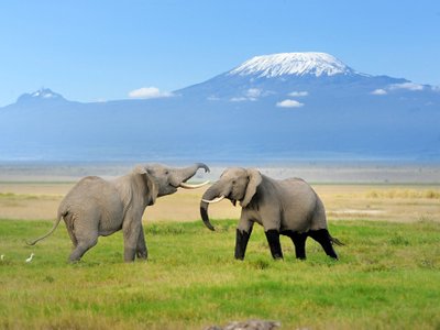 2Elefanten in grüner Savanne vor dem Kilimanscharo - Kenia Highlights