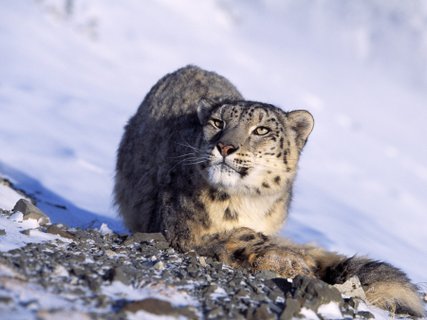 mongolei rundreise 2 wochen schneeleopard