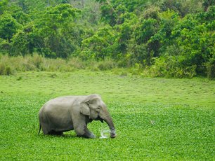 Elefant in einem See voll Wasserpflanzen in Kaziranga
