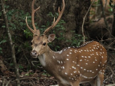 Tiere in Sri Lanka: Axis Hirsch Sri Lanka