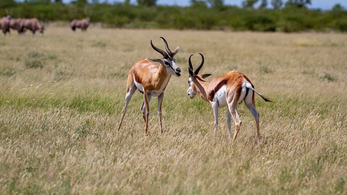 Beste Reisezeit Botswana -  Zwei Antilopen auf dem Feld