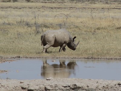 Tiere in Namibia: Nashorn an der Wasserstelle 