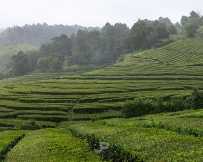 Gorreana Tea Factory