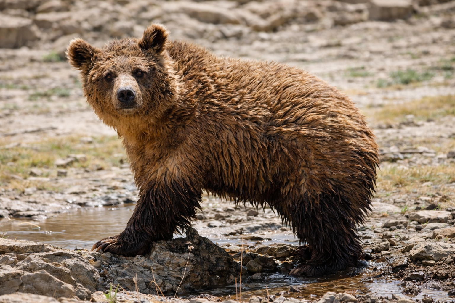 Gobi Bär Mongolei Mazaalei