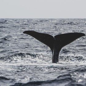 Fluke eines Wales vor den Azoren