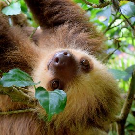 Faultier hängt kopfüber an einem Ast