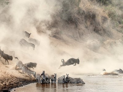 Gnus und Zebras durchqueren einen Fluss - Tansania Highlights