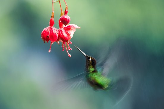 Kolibri an Blume - Chile & Bolivien Fotoreise