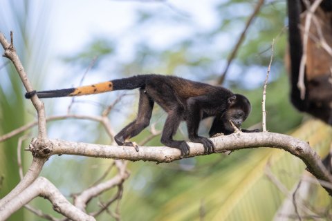 Brüllaffe Costa Rica Rundreise 4 Wochen