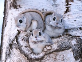 Drei Gleithörnchen schauen aus ihrer Höhle in einer Birke