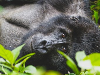 Ein Gorilla blickt uns in die Augen.